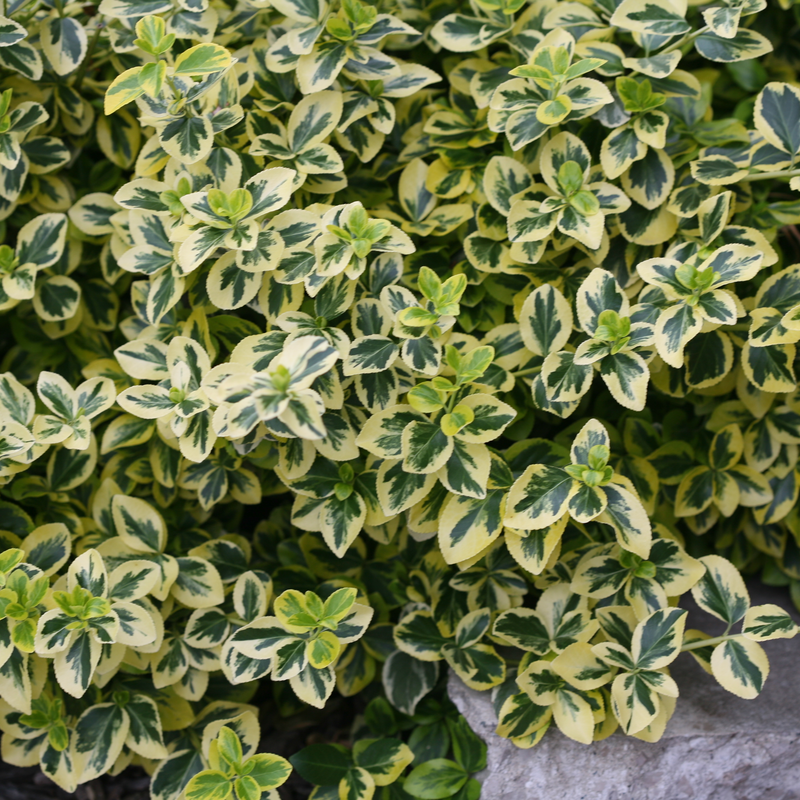 Gold Splash Gold Splash Wintercreeper in focus.