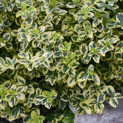 Gold Splash Gold Splash Wintercreeper in focus.