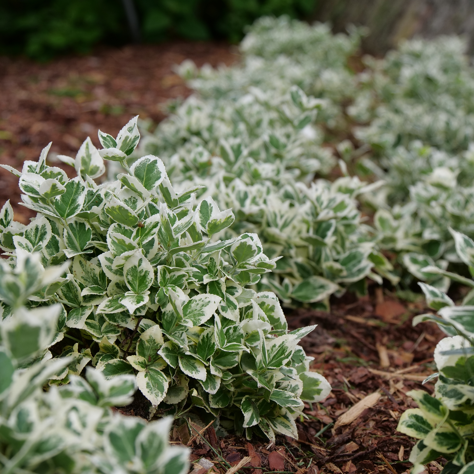 Wintercreeper | White Album® | Proven Winners® Shrubs – Proven