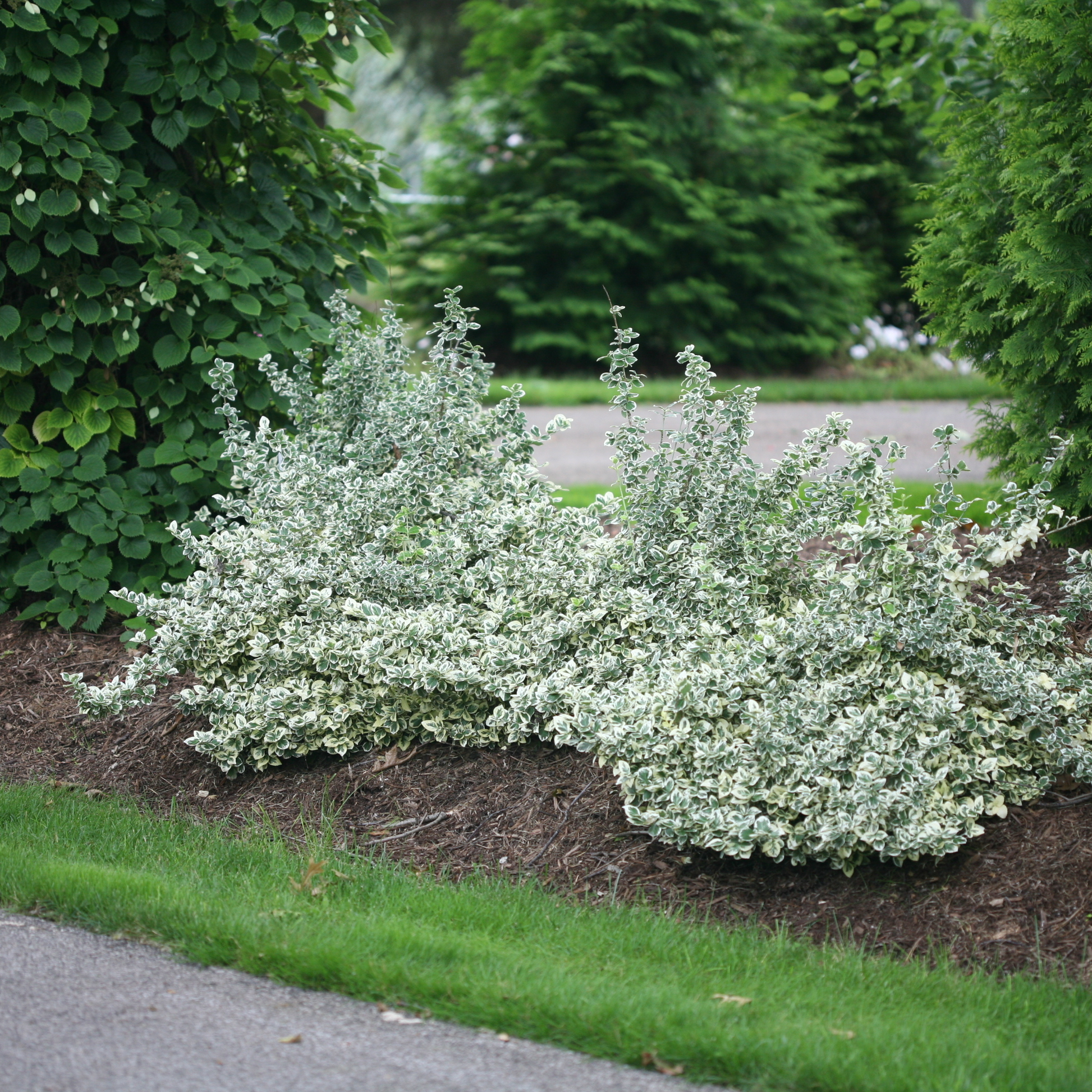 Wintercreeper | White Album® | Proven Winners® Shrubs – Proven