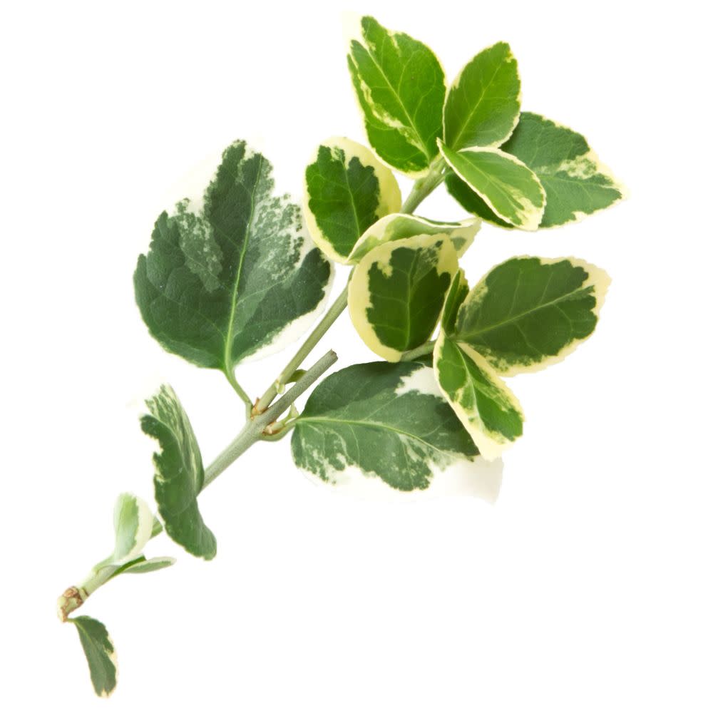 White Album® Wintercreeper (Euonymus fortunei)