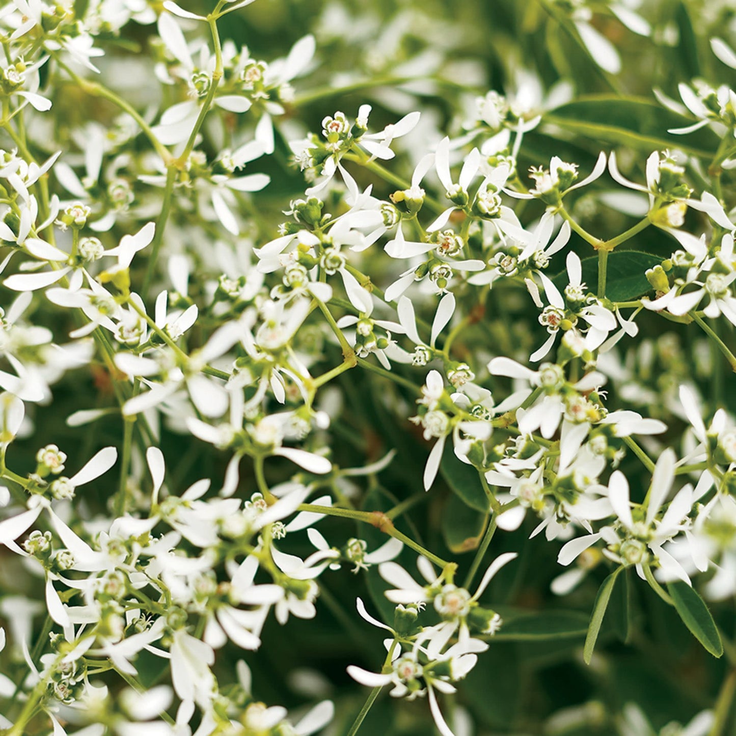 Diamond Frost® Euphorbia