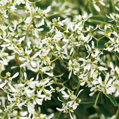 Diamond Frost® Euphorbia