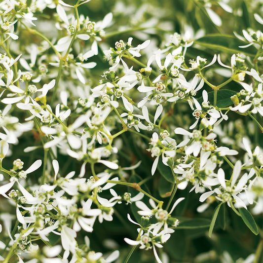 Diamond Frost® Euphorbia