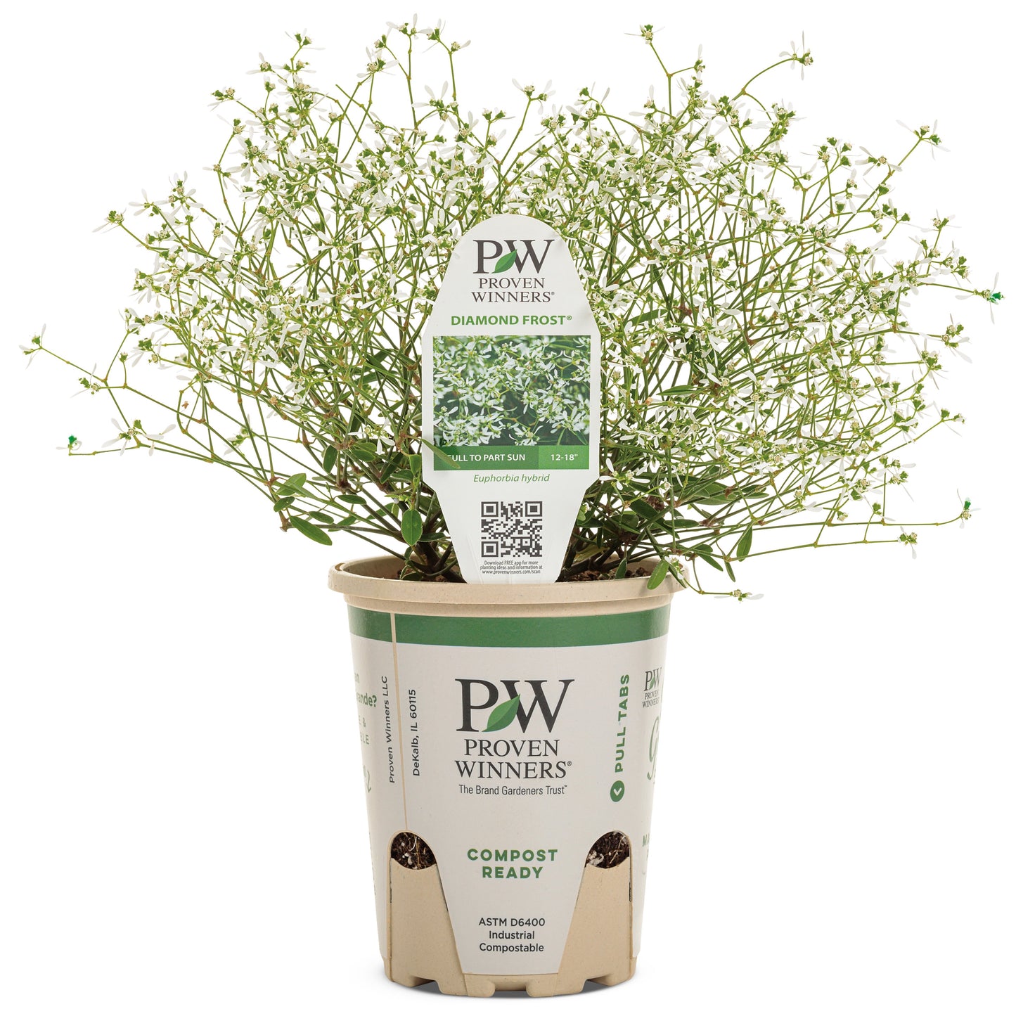Diamond Frost® Euphorbia