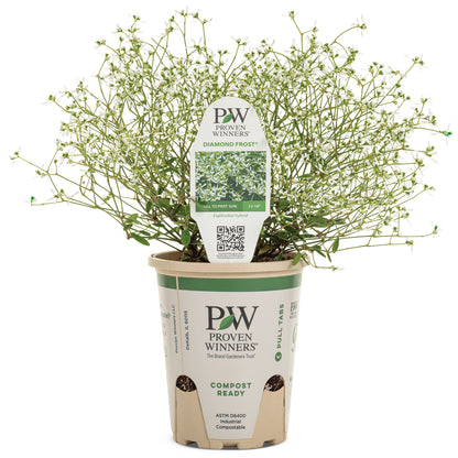 Diamond Frost® Euphorbia