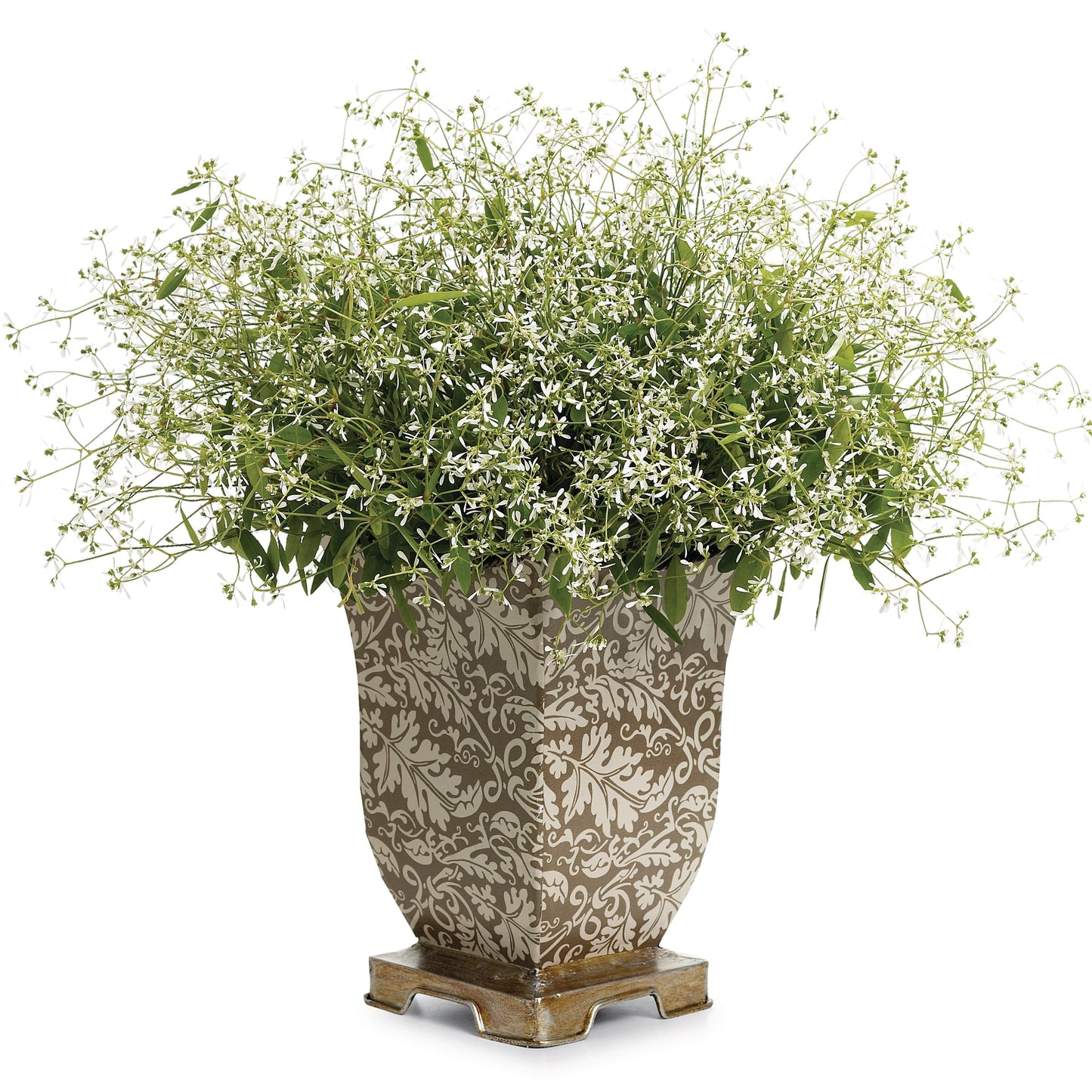 Diamond Frost® Euphorbia