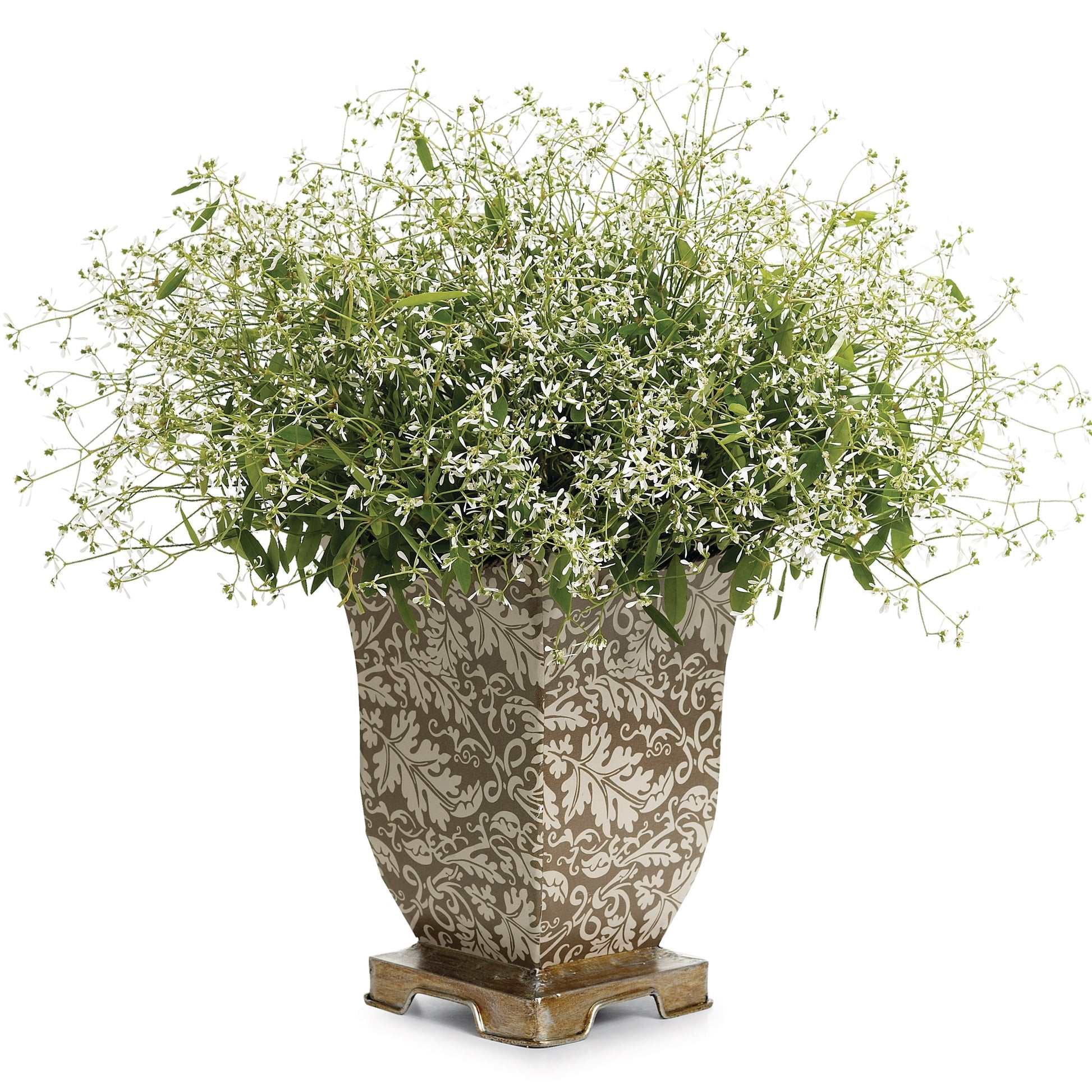 Euphorbia | Diamond Frost®