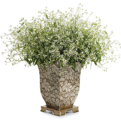 Diamond Frost® Euphorbia