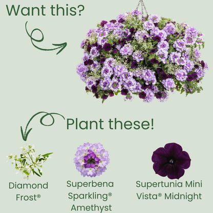 Diamond Frost® Euphorbia