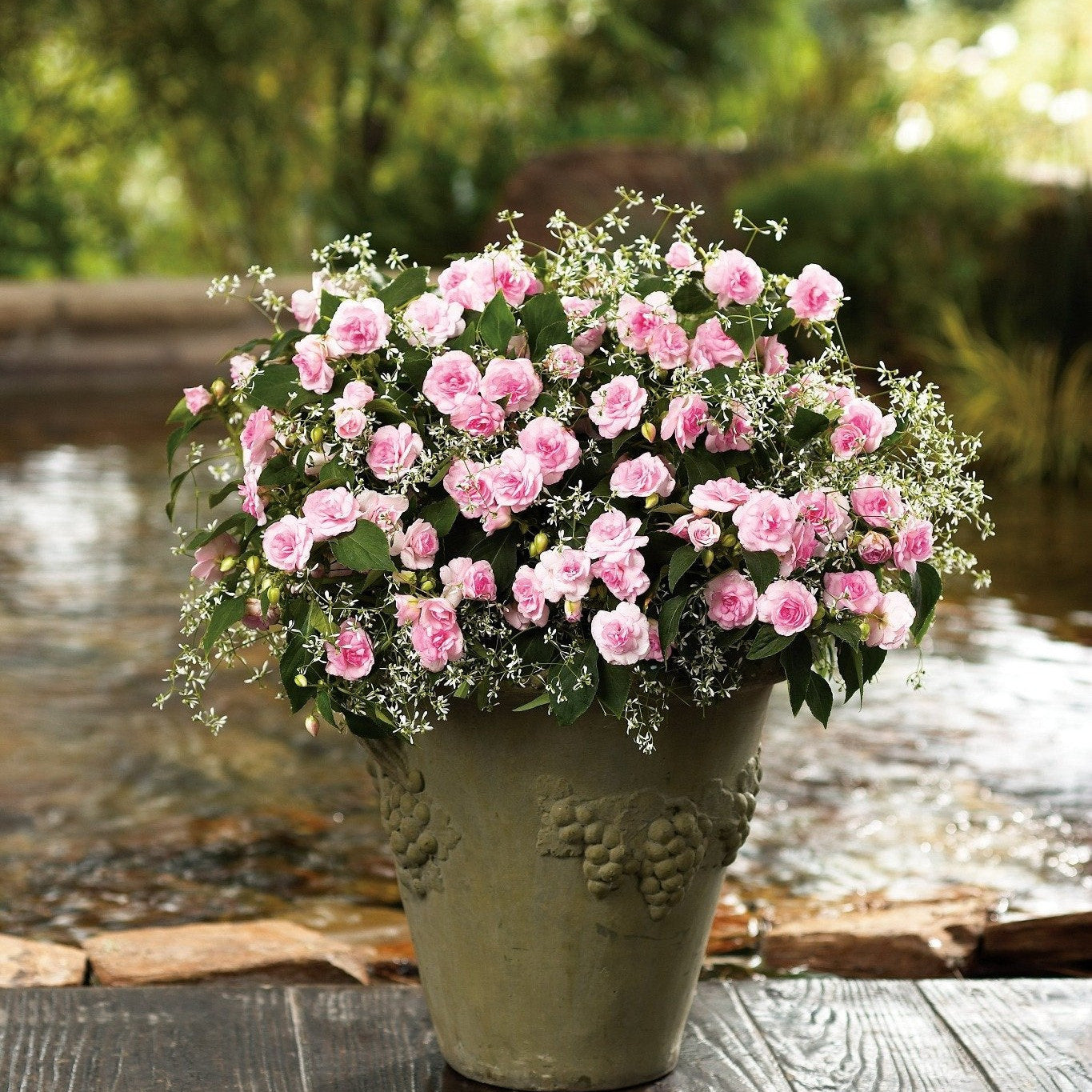 Diamond Frost Euphorbia in use.