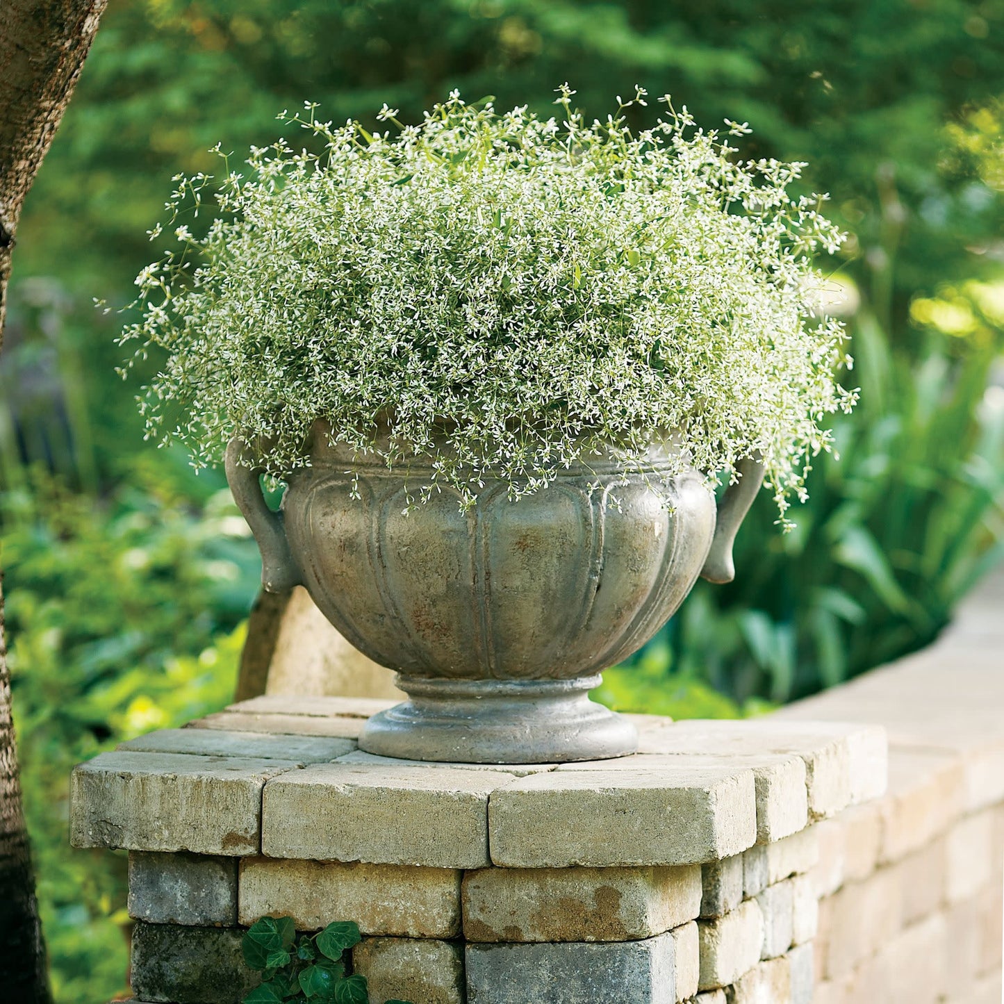 Diamond Frost® Euphorbia