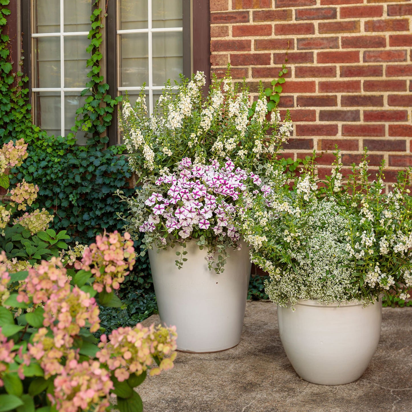 Diamond Frost® Euphorbia