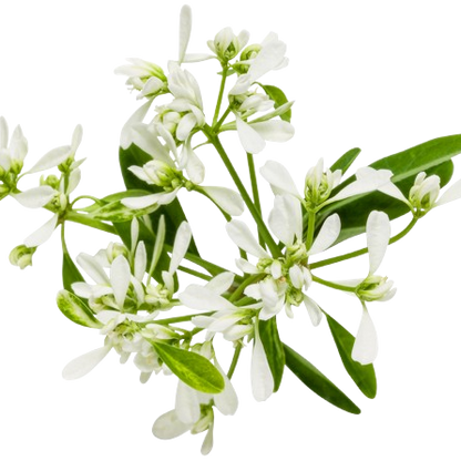 Diamond Frost® Euphorbia (Euphorbia hybrid)