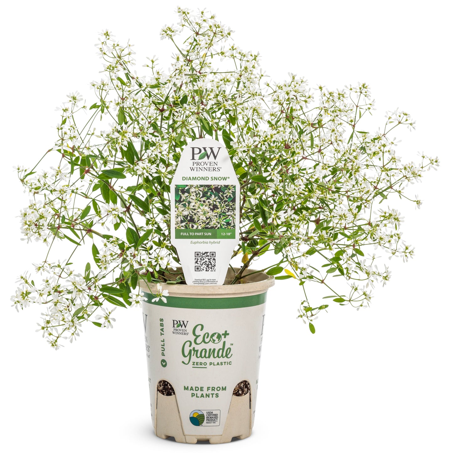 Diamond Snow® Euphorbia