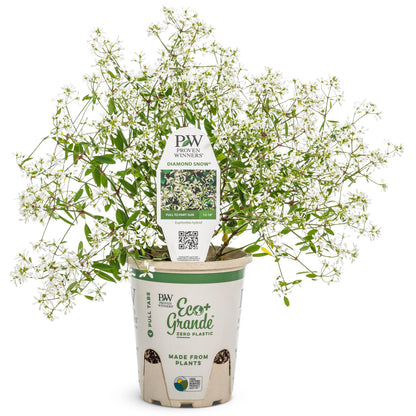 Diamond Snow® Euphorbia