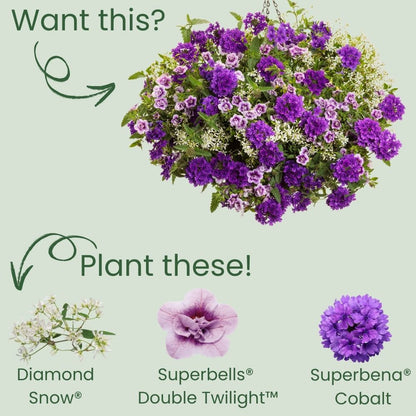 Diamond Snow® Euphorbia