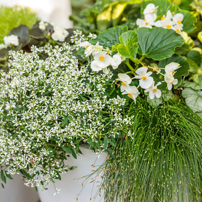 Diamond Snow® Euphorbia