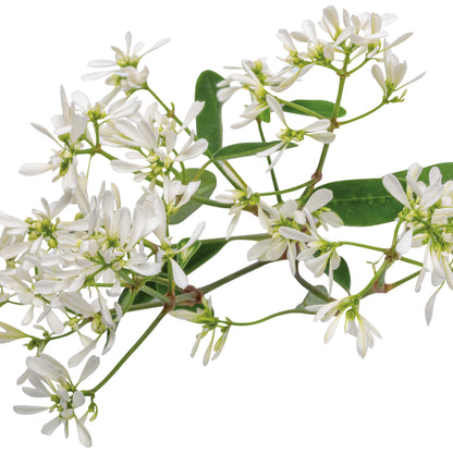 Diamond Snow® Euphorbia
