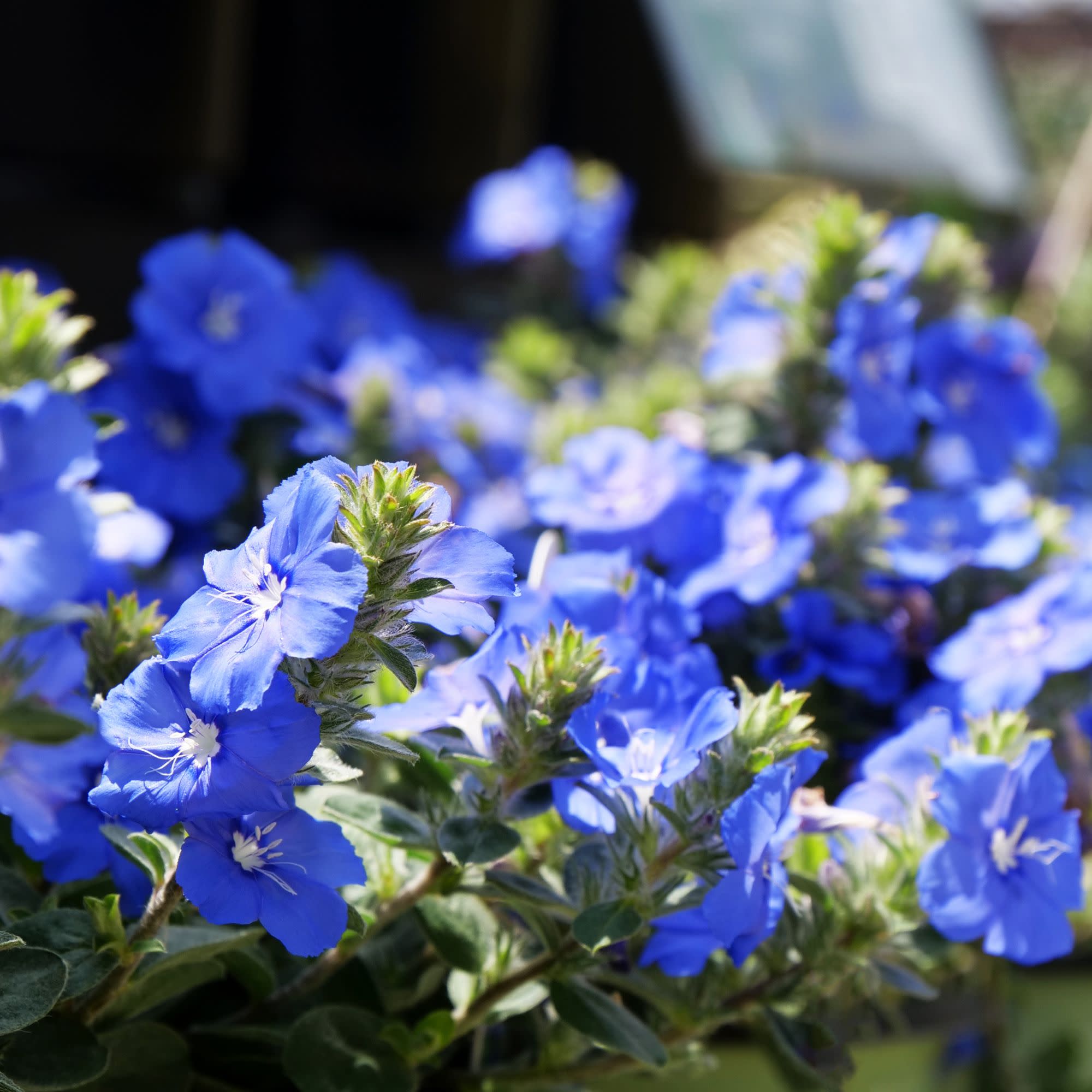 Dwarf Morning Glory | Blue My Mind® | Proven Winners® Annuals