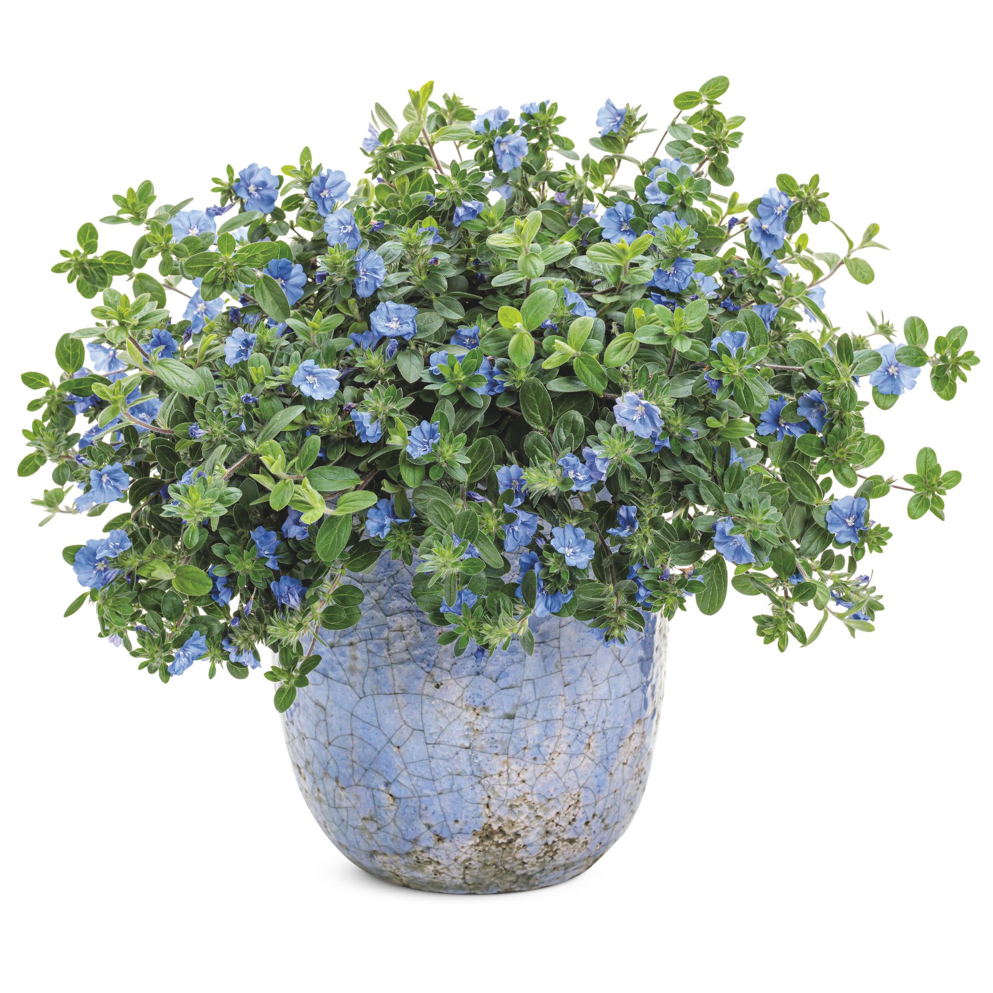 Dwarf Morning Glory | Blue My Mind® | Proven Winners® Annuals