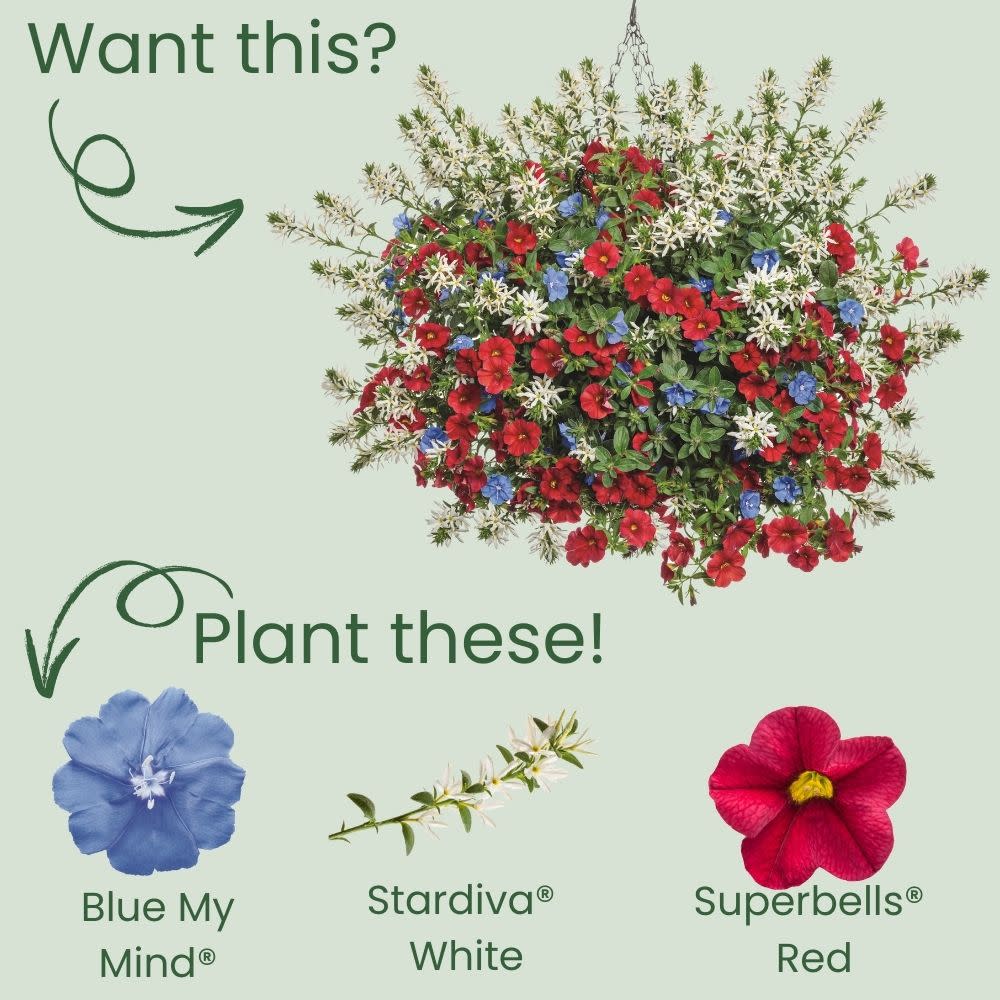 blue my mind plant fertilizer Dwarf Morning Glory | Blue My Mind®