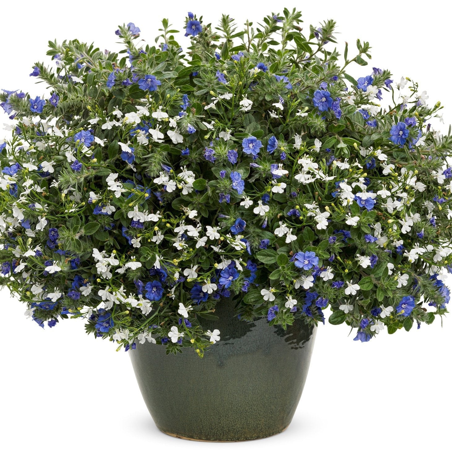 Dwarf Morning Glory | Blue My Mind® | Proven Winners® Annuals