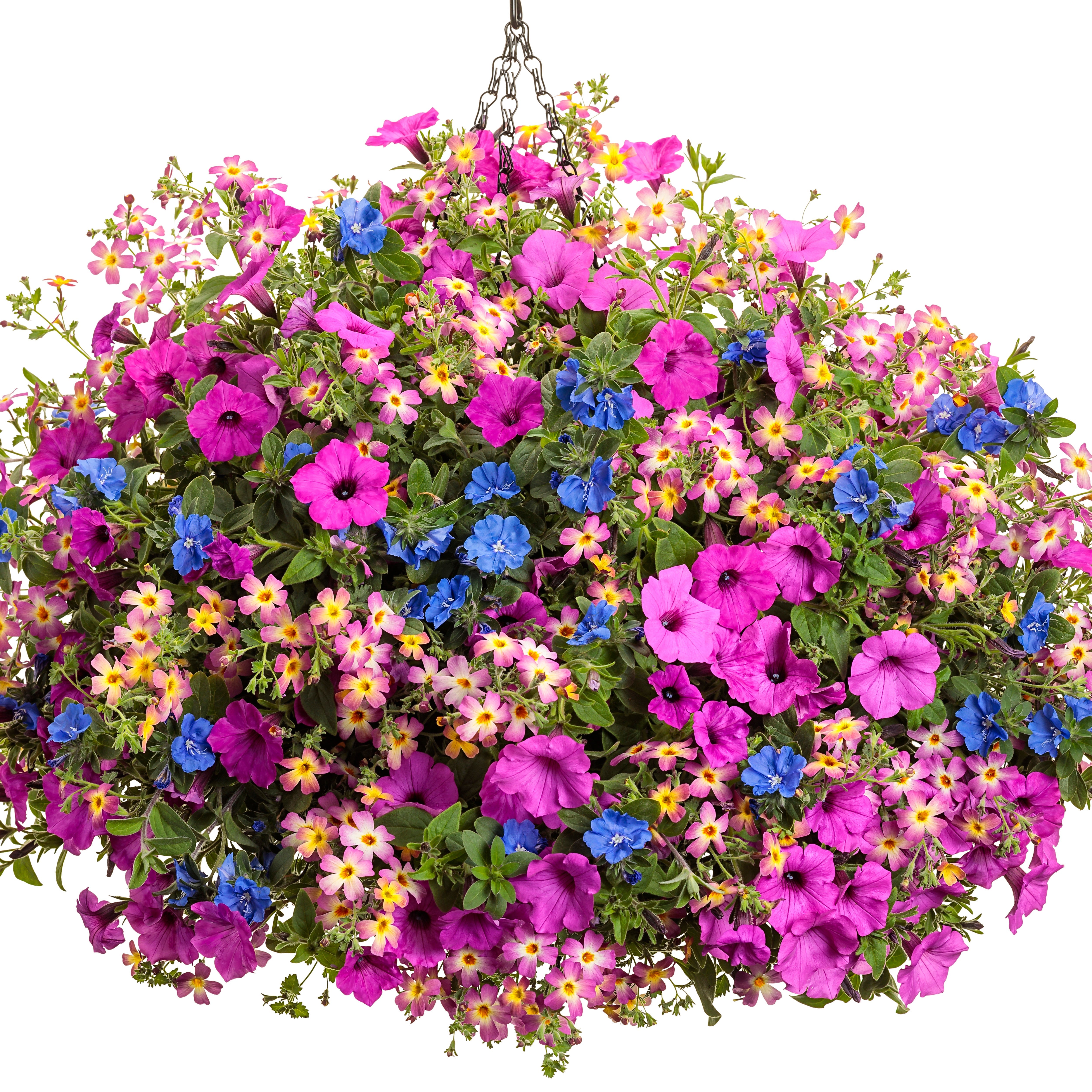 Dwarf Morning Glory | Blue My Mind® | Proven Winners® Annuals