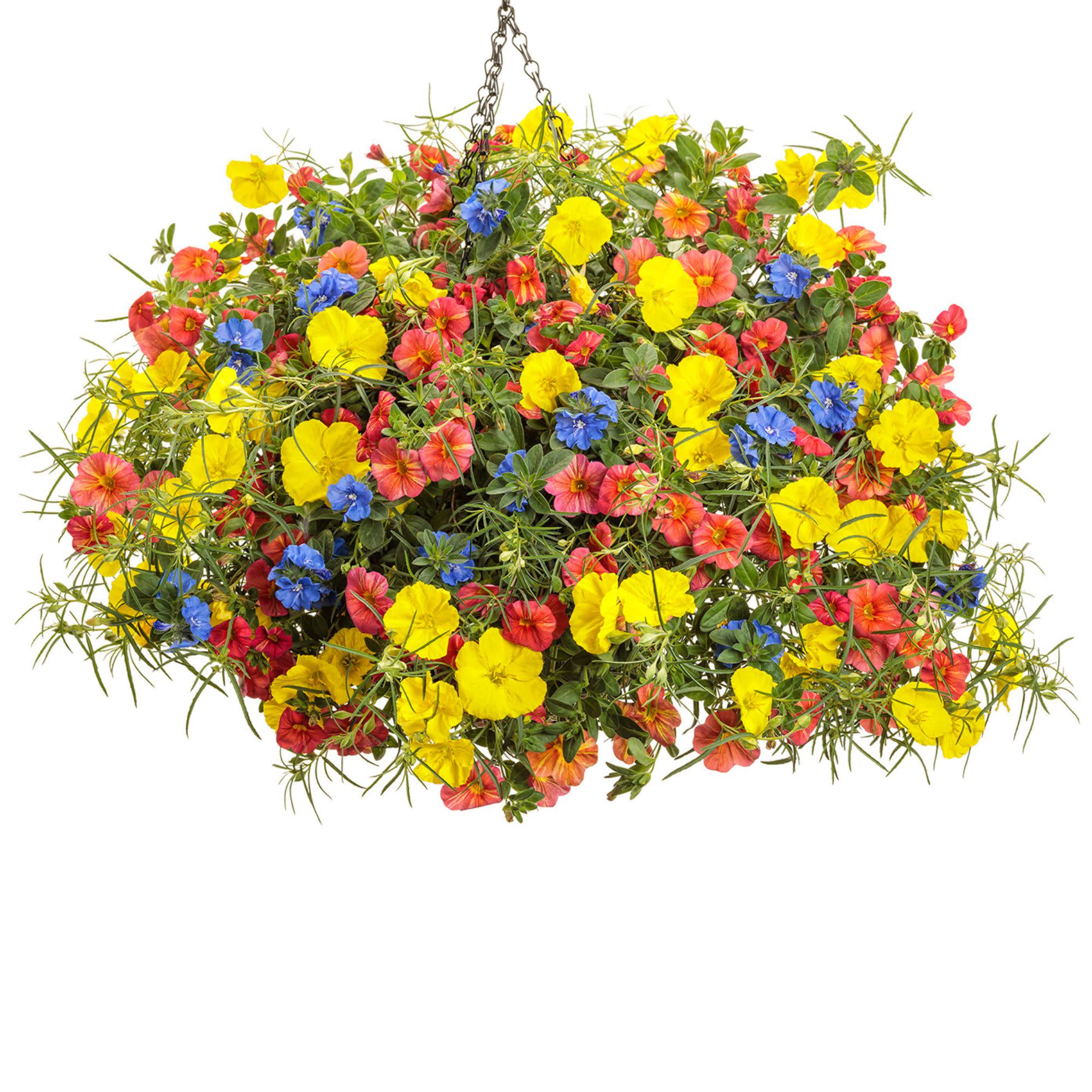 Dwarf Morning Glory | Blue My Mind® | Proven Winners® Annuals