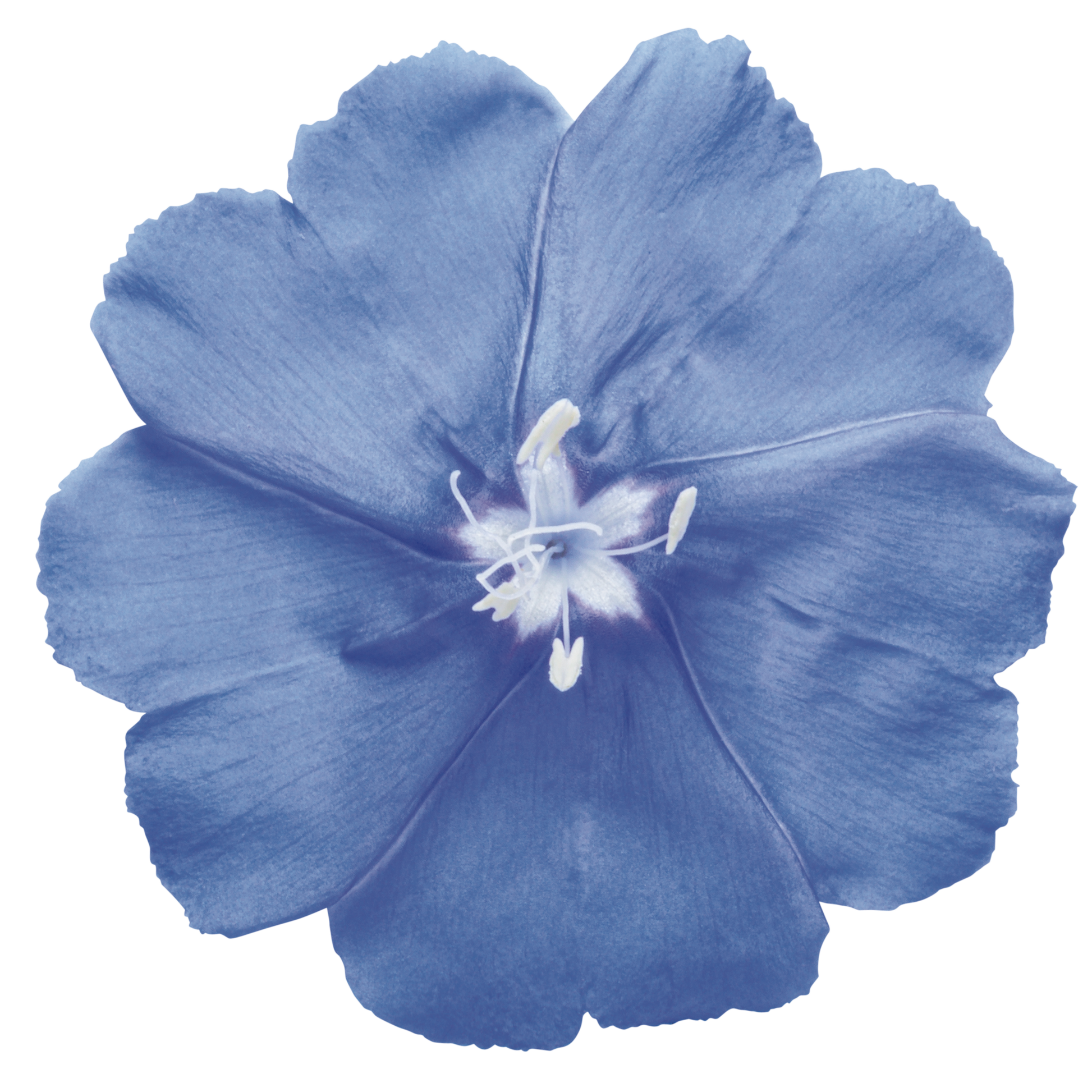 Dwarf Morning Glory | Blue My Mind® | Proven Winners® Annuals Dwarf Morning Glory | Blue My Mind® | Proven Winners® Annuals