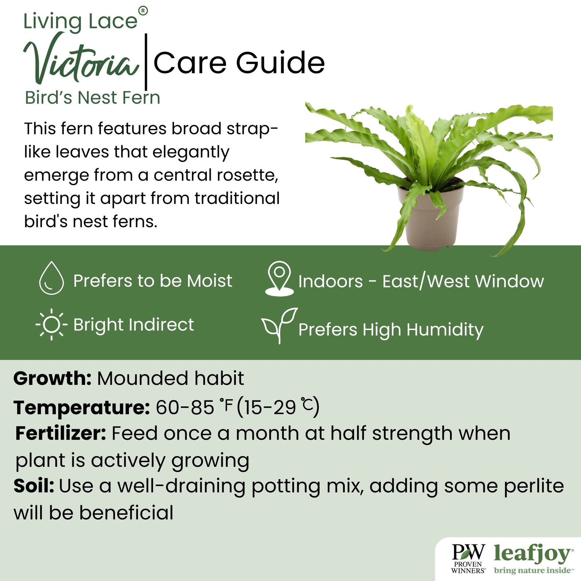 leafjoy Living Lace Victoria Birds Nest Fern detailed care information.