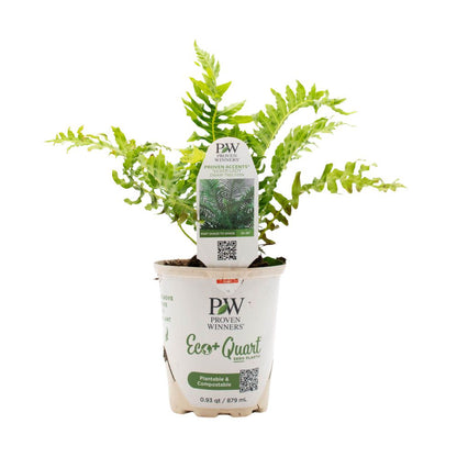 'Silver Lady' Dwarf Tree Fern (Blechnum gibbum)