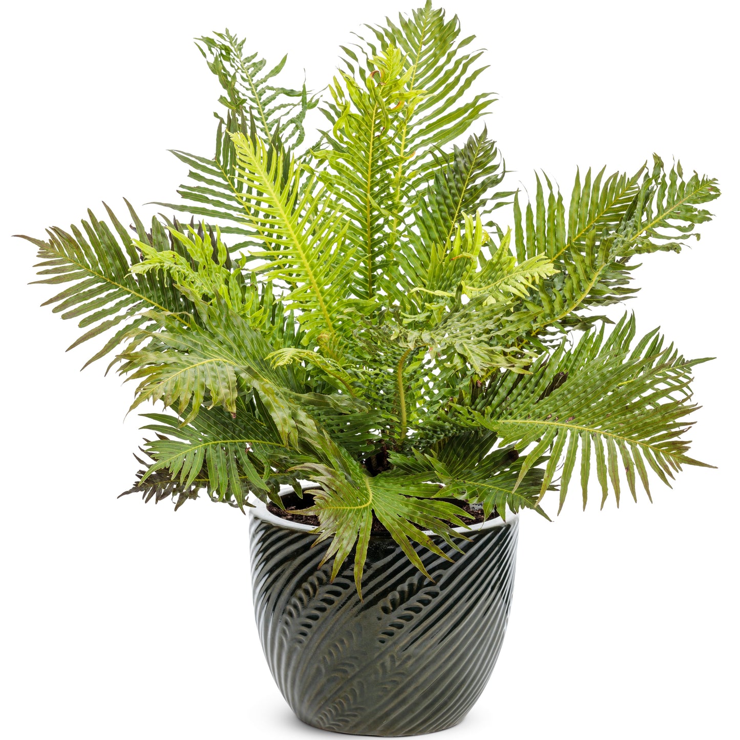 'Silver Lady' Dwarf Tree Fern (Blechnum gibbum)