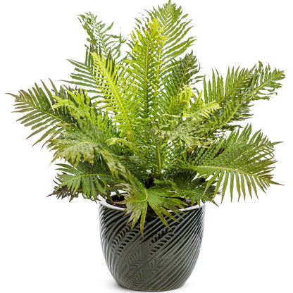 'Silver Lady' Dwarf Tree Fern (Blechnum gibbum)