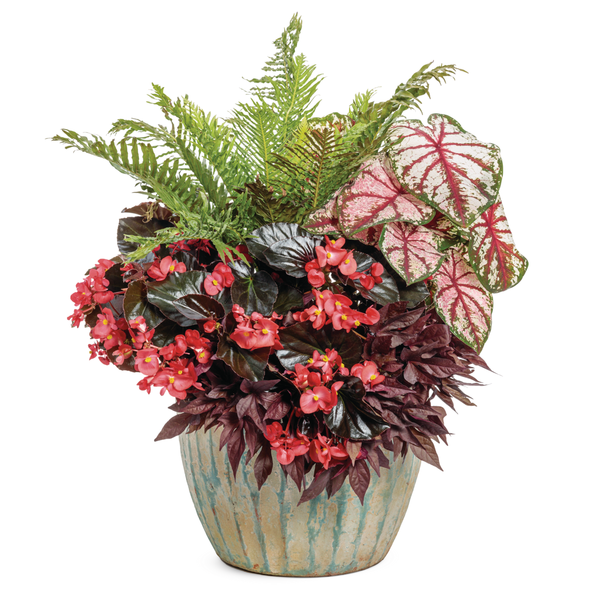 'Silver Lady' Dwarf Tree Fern in use.