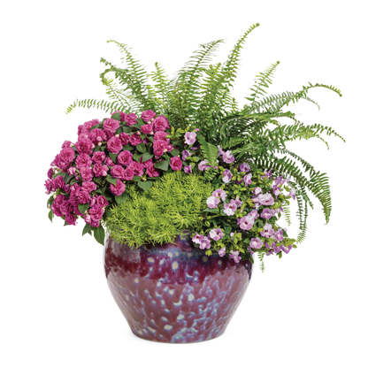 'Silver Lady' Dwarf Tree Fern (Blechnum gibbum)