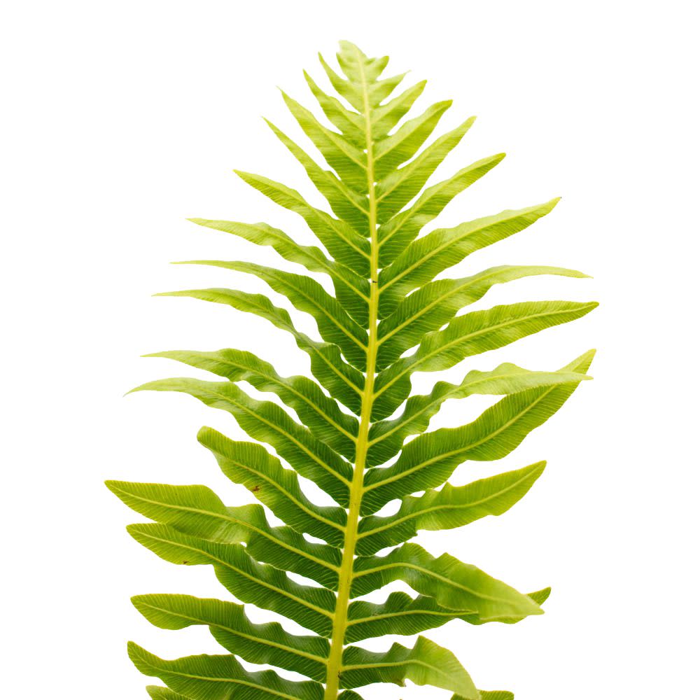 'Silver Lady' Dwarf Tree Fern (Blechnum gibbum)