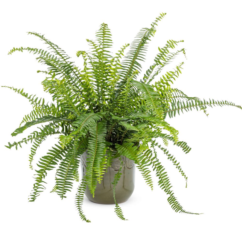 Limited Edition Royale™ | 'Kimberley Queen' Australian Sword Fern (Nephrolepis obliterata)