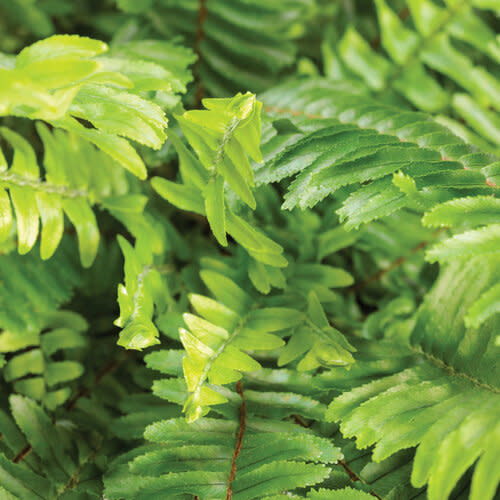 Limited Edition Royale™ | 'Kimberley Queen' Australian Sword Fern (Nephrolepis obliterata)
