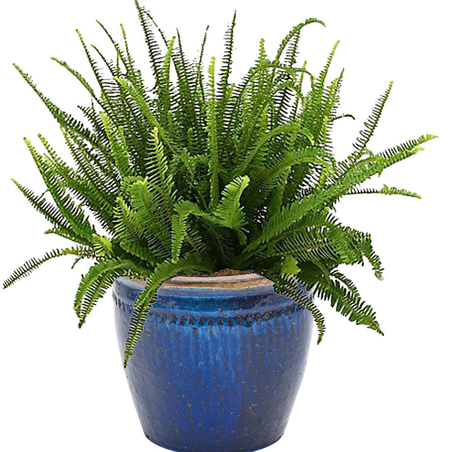 Limited Edition Royale™ | 'Kimberley Queen' Australian Sword Fern (Nephrolepis obliterata)