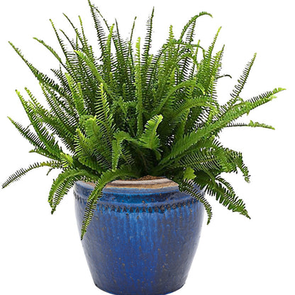 Limited Edition Royale™ | 'Kimberley Queen' Australian Sword Fern (Nephrolepis obliterata)