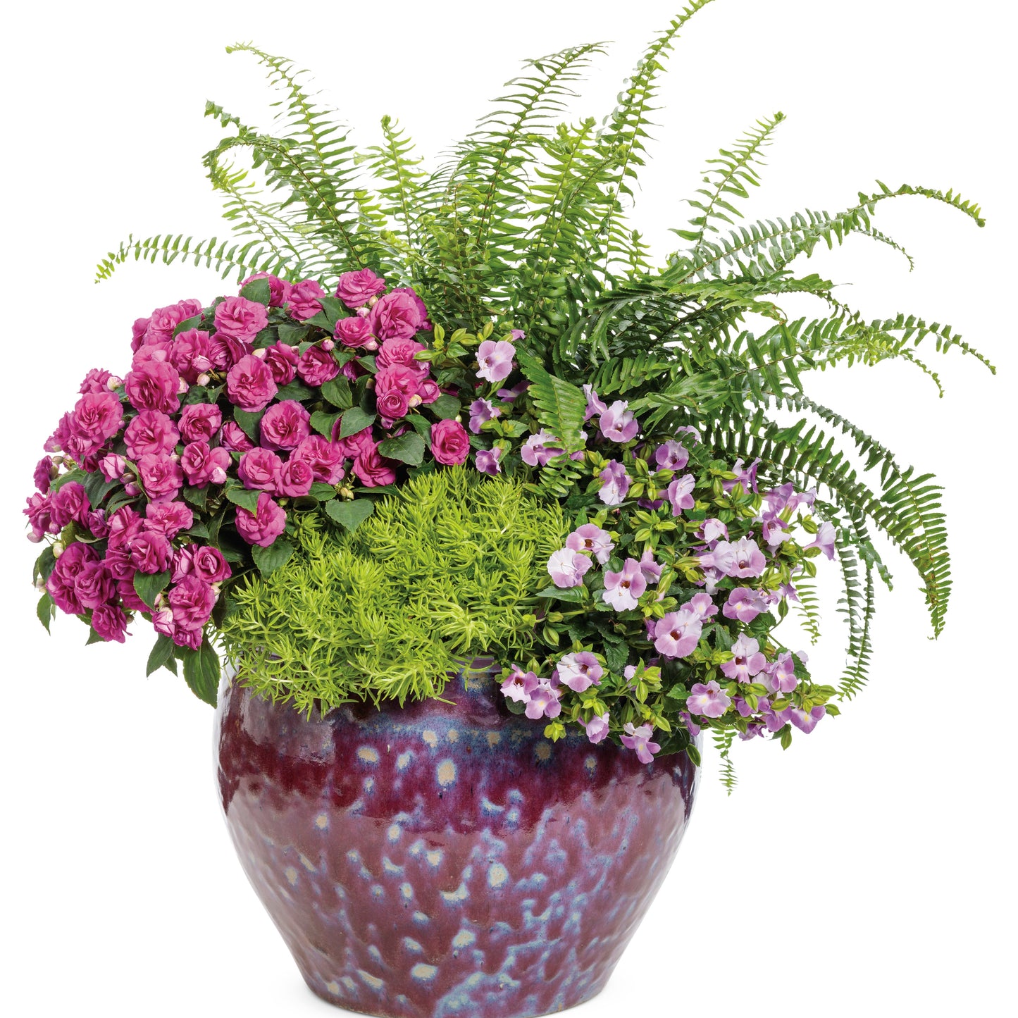 Limited Edition Royale™ | 'Kimberley Queen' Australian Sword Fern (Nephrolepis obliterata)