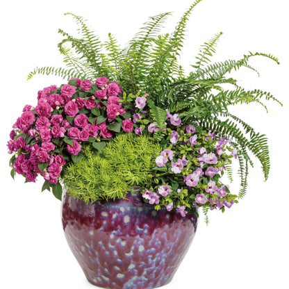 Limited Edition Royale™ | 'Kimberley Queen' Australian Sword Fern (Nephrolepis obliterata)