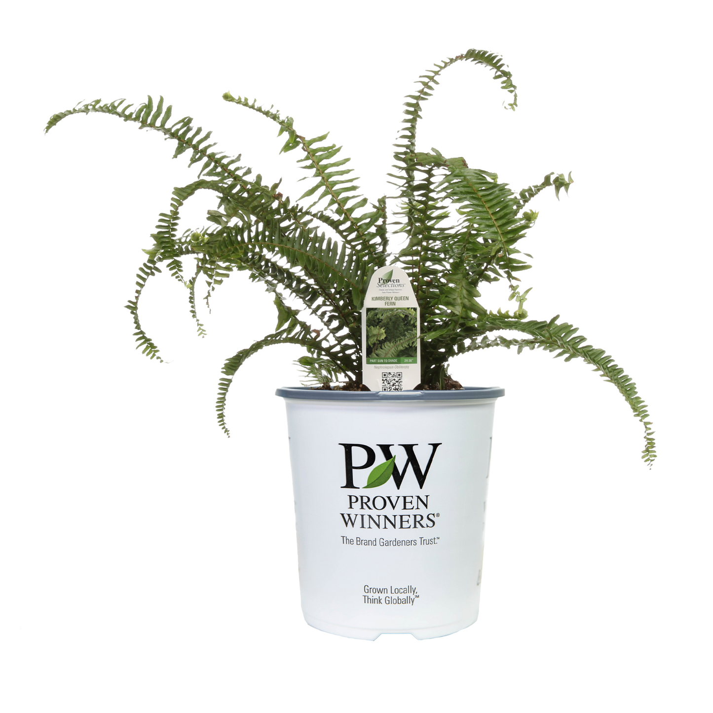 Limited Edition Royale™ | 'Kimberley Queen' Australian Sword Fern (Nephrolepis obliterata)