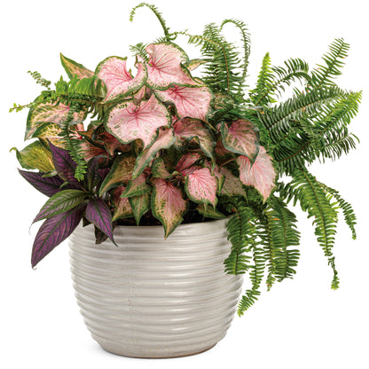 Limited Edition Royale | 'Kimberley Queen' Australian Sword Fern (Nephrolepis obliterata)