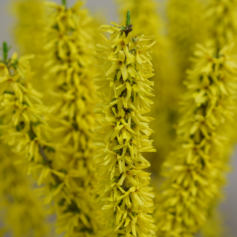 Show Off Sugar Baby Show Off Sugar Baby Forsythia up close.