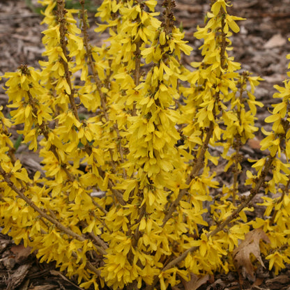 Show Off Sugar Baby Forsythia up close.