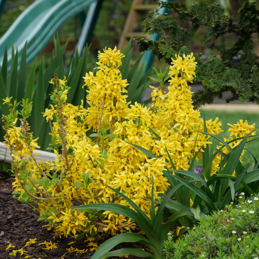 Show Off Sugar Baby Show Off Sugar Baby Forsythia in use.