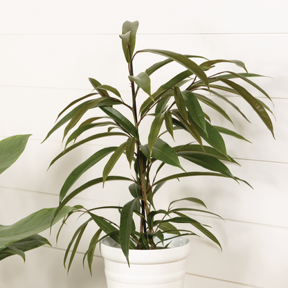 Cling-On™ Ficus 'Amstel King' (Maclellandii)