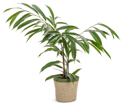 Cling-On™ Ficus 'Amstel King' (Maclellandii)